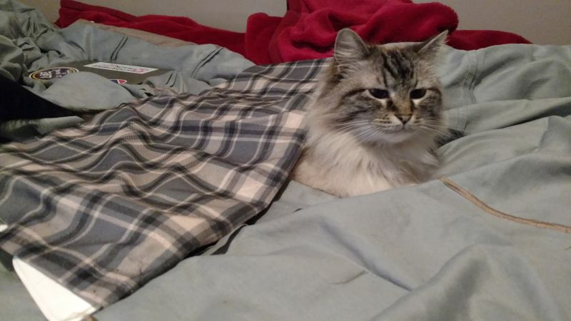 Zora is a genius, lets all snuggle under a heating pad.
